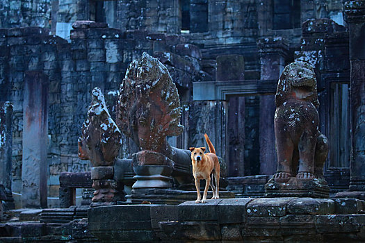 柬埔寨暹粒省吴哥通王城巴戎寺的狗
