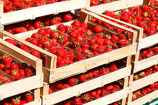德国,草莓