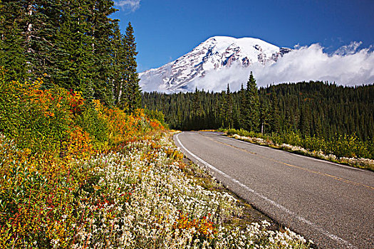 道路,山,雷尼尔山,国家公园,华盛顿,美国