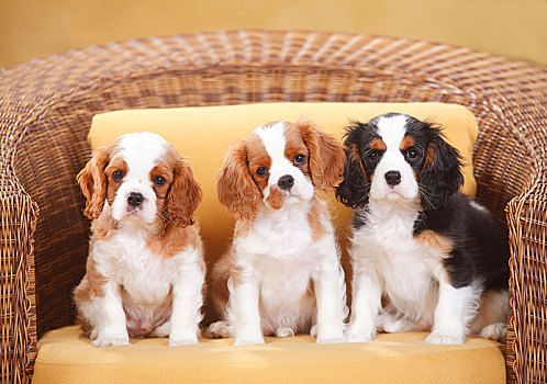 查尔斯王犬,布伦海姆,三种颜色,三个,小狗,10星期大,坐,柳条椅
