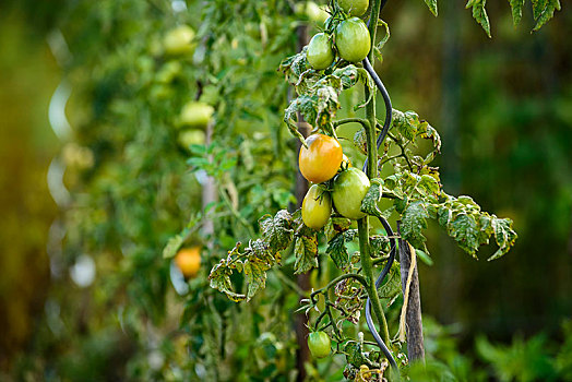 番茄植物,犁形番茄,一半,成熟,不熟,水果,蔬菜,小块土地