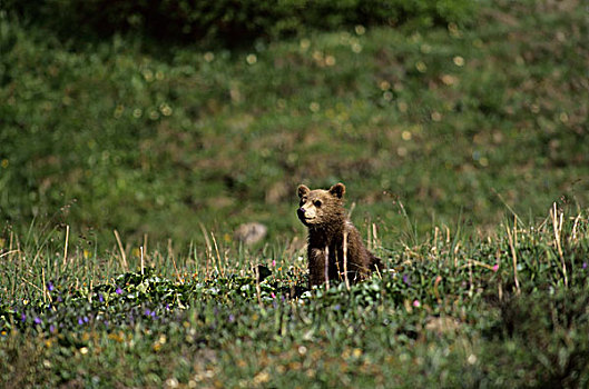 美国,阿拉斯加,德纳里峰国家公园,大灰熊,幼兽,5个月大