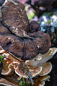 德国乡村森林漫步采蘑菇