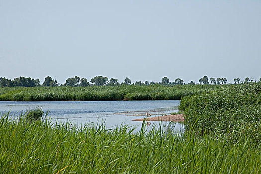 黑龙江齐齐哈尔扎龙丹顶鹤自然保护区沼泽湿地