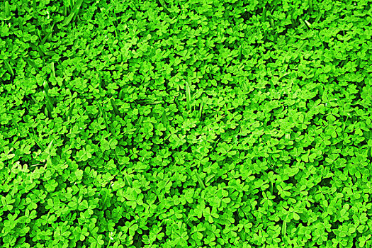 绿色,清新,三叶草,地点