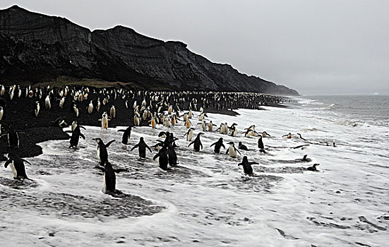 南极,南设得兰群岛,欺骗岛,帽带企鹅,黑色背景,火山岩,海滩,进入,室外,海洋