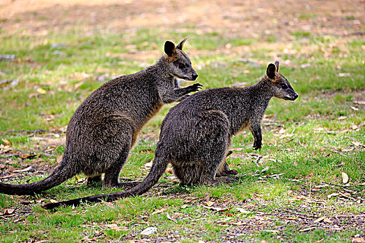 湿地,小袋鼠,双色,动物,情侣,交际,动作,求爱,高,南澳大利亚州,澳大利亚,大洋洲