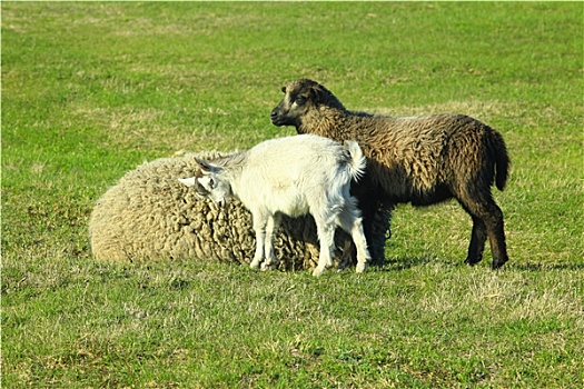 山羊,羊羔,玩,草场