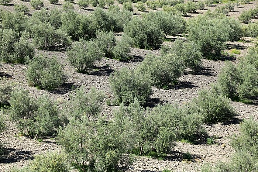 橄榄树,种植园,安达卢西亚,西班牙
