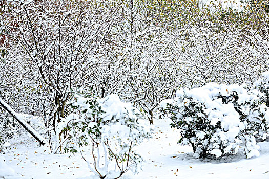 积雪,树木