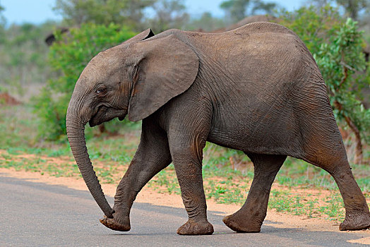 非洲,灌木,大象,非洲象,幼兽,公路,克鲁格国家公园,南非