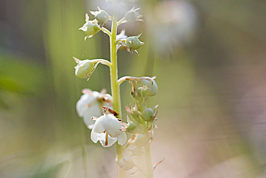 特写,白花