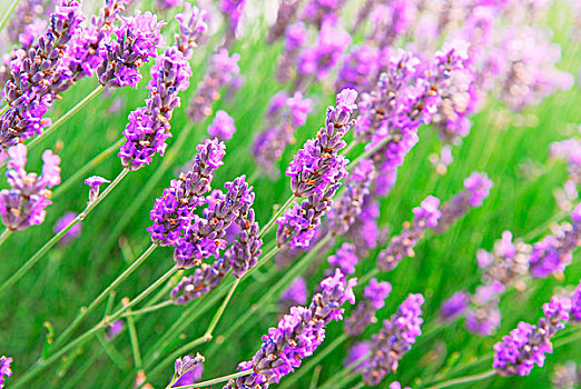 植物,背景,盛开,紫色,薰衣草,药草