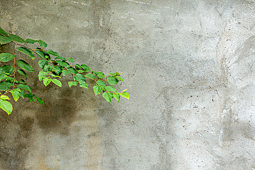 灰色墙壁的绿色树叶