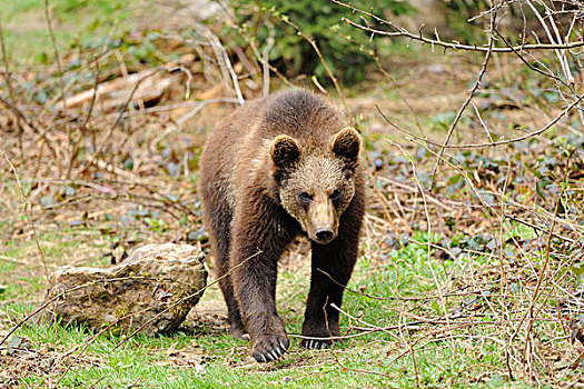 欧亚混血,棕熊,熊,少年,巴伐利亚森林,德国