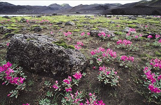 春季野花,西南方,冰岛