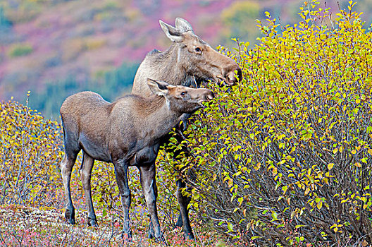 母牛,幼兽,驼鹿,吃,秋天,桦树,叶子,德纳里峰国家公园,保存,室内,阿拉斯加