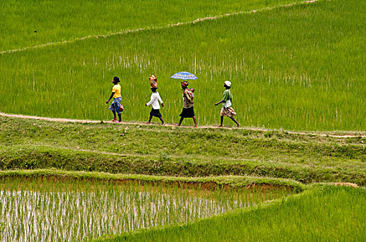 madagascar,ambositra,adults,walking,through,green,rice,fields