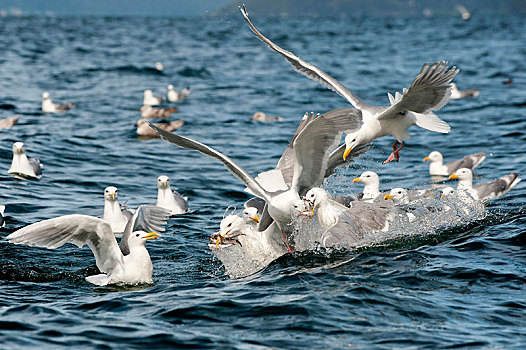 海鸥,进食,青鱼,海湾地区,阿拉斯加