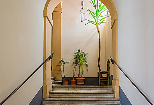 楼梯,植物,椅子