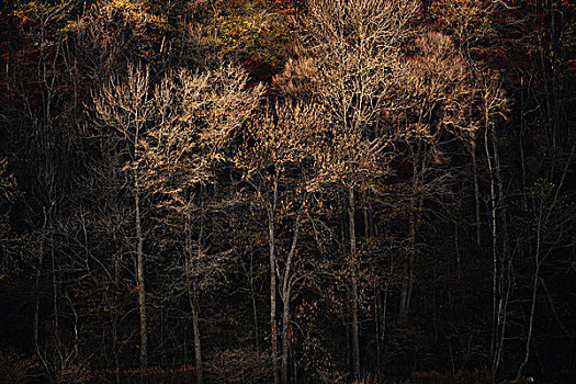 秋日树林,北海道,日本