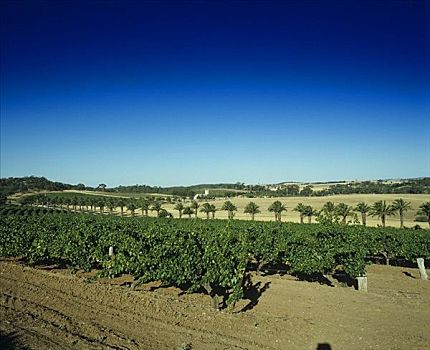 葡萄园,不动产,巴罗萨峡谷,澳大利亚