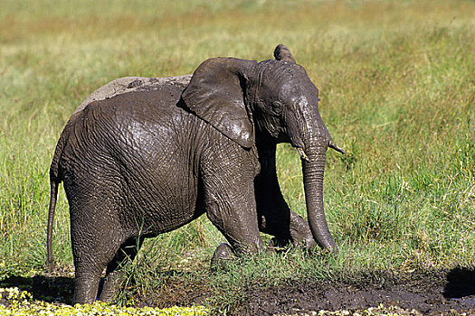 肯尼亚,马赛马拉,大象,遮盖,泥,沐浴