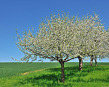 花,苹果树,施佩萨特,巴伐利亚,德国