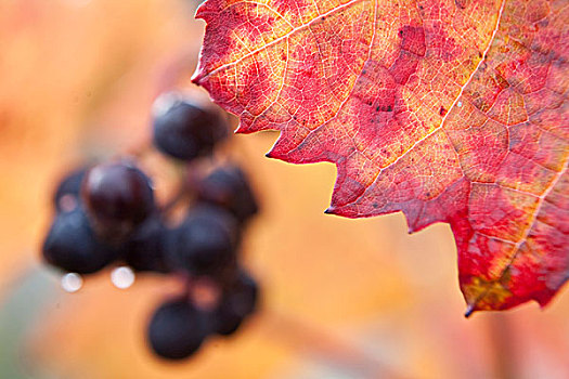 红葡萄,藤,摩泽尔河,秋天