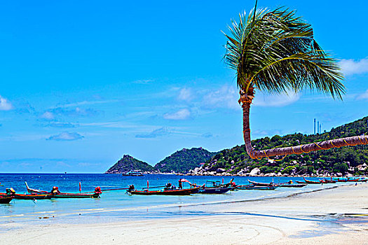 岛,亚洲,苏梅岛,泰国,湾,海滩,石头,独木舟,棕榈树,南海
