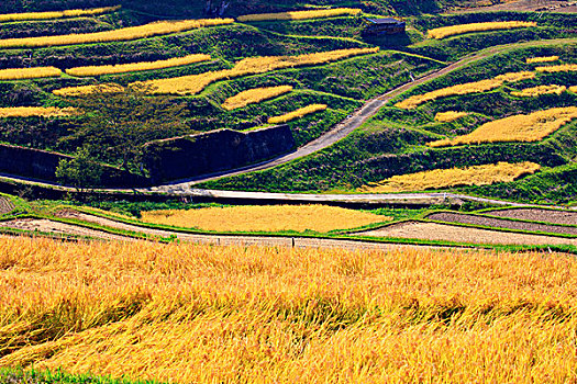 收获,风景,阶梯状,稻田