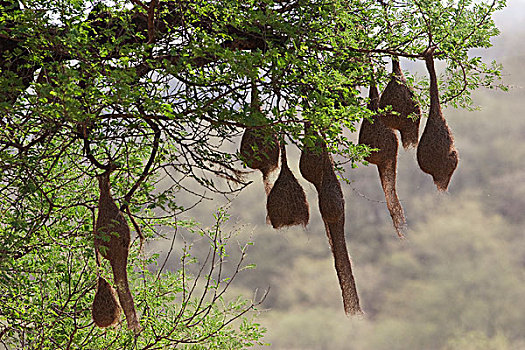 鸟窝,国家公园,拉贾斯坦邦,印度