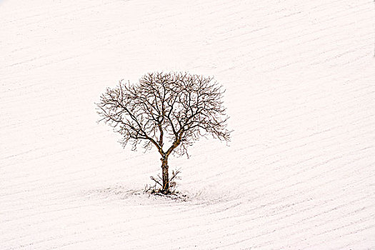 孤树,雪