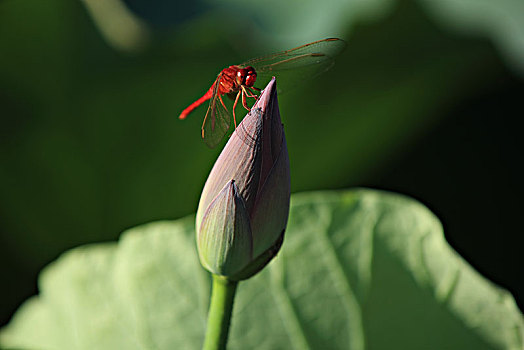 绿蜻蜓图片