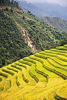 稻米梯田,山,越南