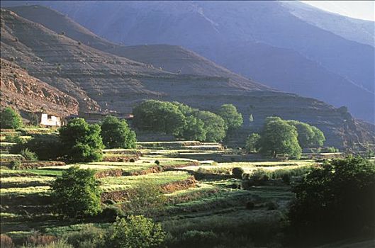 图像,大阿特拉斯山,种植