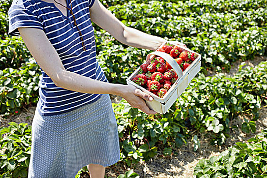 草莓,新鲜,地点