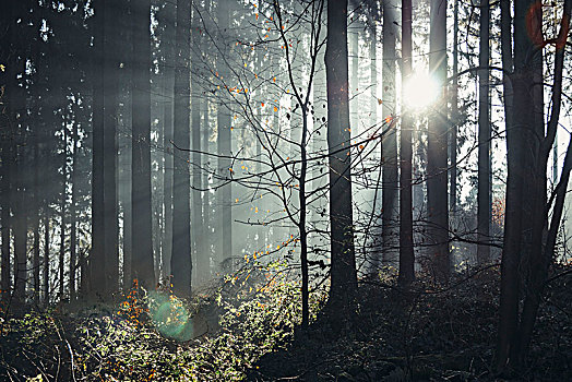 冬天,树林,第一,阳光