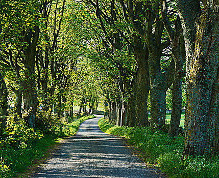 安静,树林,乡间小路,乡村,苏格兰边境