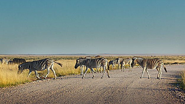 牧群,斑马,埃托沙国家公园,纳米比亚