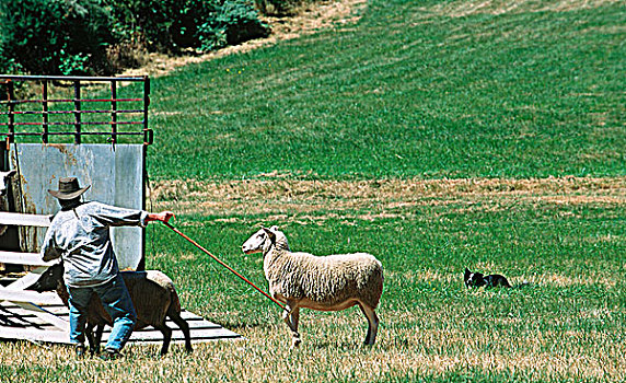 牧羊犬,博德牧羊犬,牧群,绵羊,不列颠哥伦比亚省,加拿大