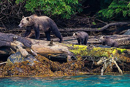大灰熊,妈妈,两个,岁月,幼兽,寻找,三文鱼,第一,领土,不列颠哥伦比亚省,加拿大