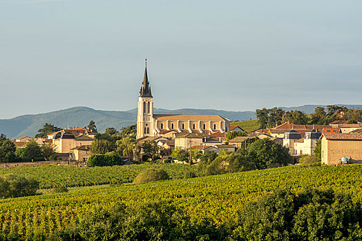 教堂,乡村,博若莱葡萄酒,葡萄园,区域,法国,欧洲