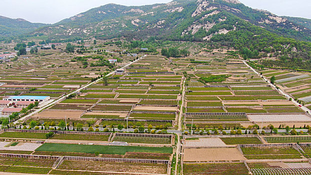 山东省日照市,万亩茶园染绿乡村大地,茶产业助农民致富