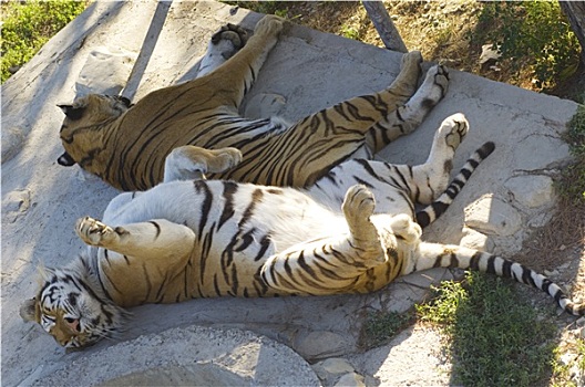 虎,睡觉