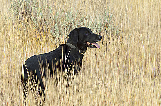 黑色拉布拉多犬,狗,站立,高草