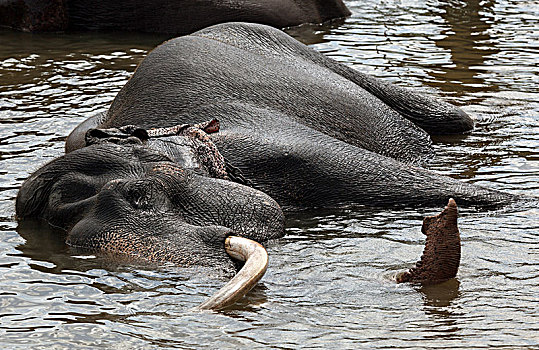 亚洲象,象属,浴,河,大象孤儿院,中央省,斯里兰卡,亚洲