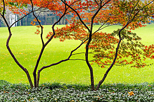 秋天的枫树叶与草坪