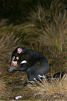 袋獾,腐肉,撞死,诱饵,夜晚,澳大利亚,塔斯马尼亚