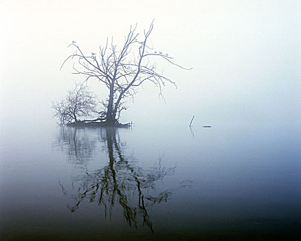 简约,海景,雾状,早,寒冷,早晨,一个,树,表面,水,反射,2006年